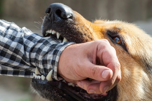 Dog Bite Attorney Charleston SC